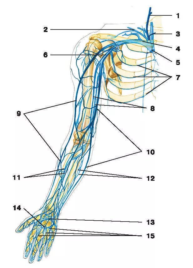 Вены верхней конечности. Верхняя конечность Вена анатомия. Вены верхней конечности анатомия. Вены верхней конечности анатомия схема. Анатомия структура венозной системы верхних конечностей.