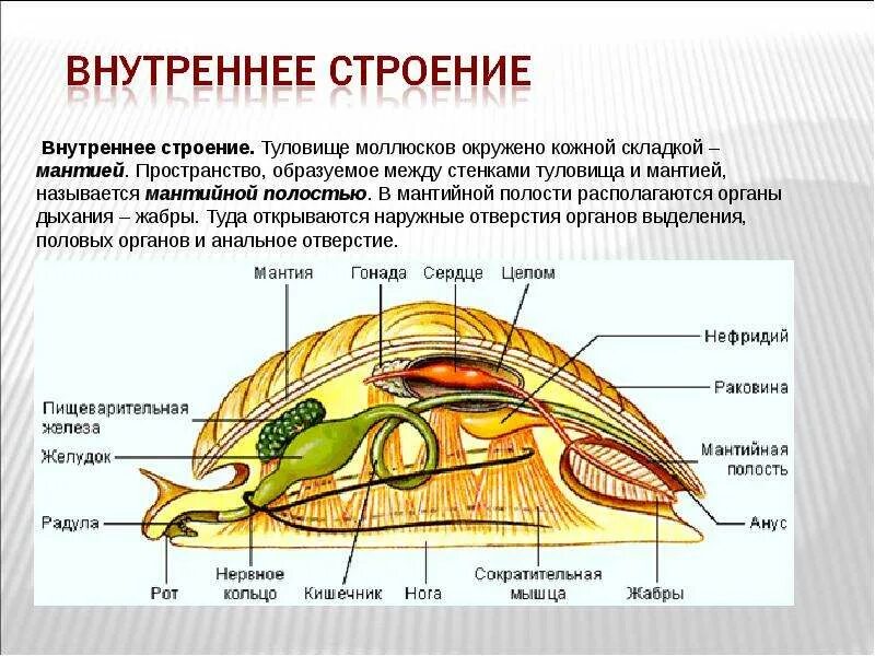 Внутреннее строение моллюсков мантия. Полость тела моллюсков:полость тела моллюсков. Мантия и мантийная полость. Пищеварительная система двустворчатых моллюсков.