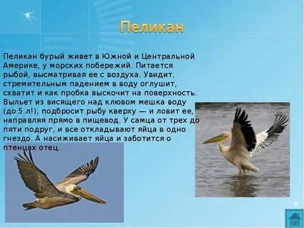 Пеликан обитает