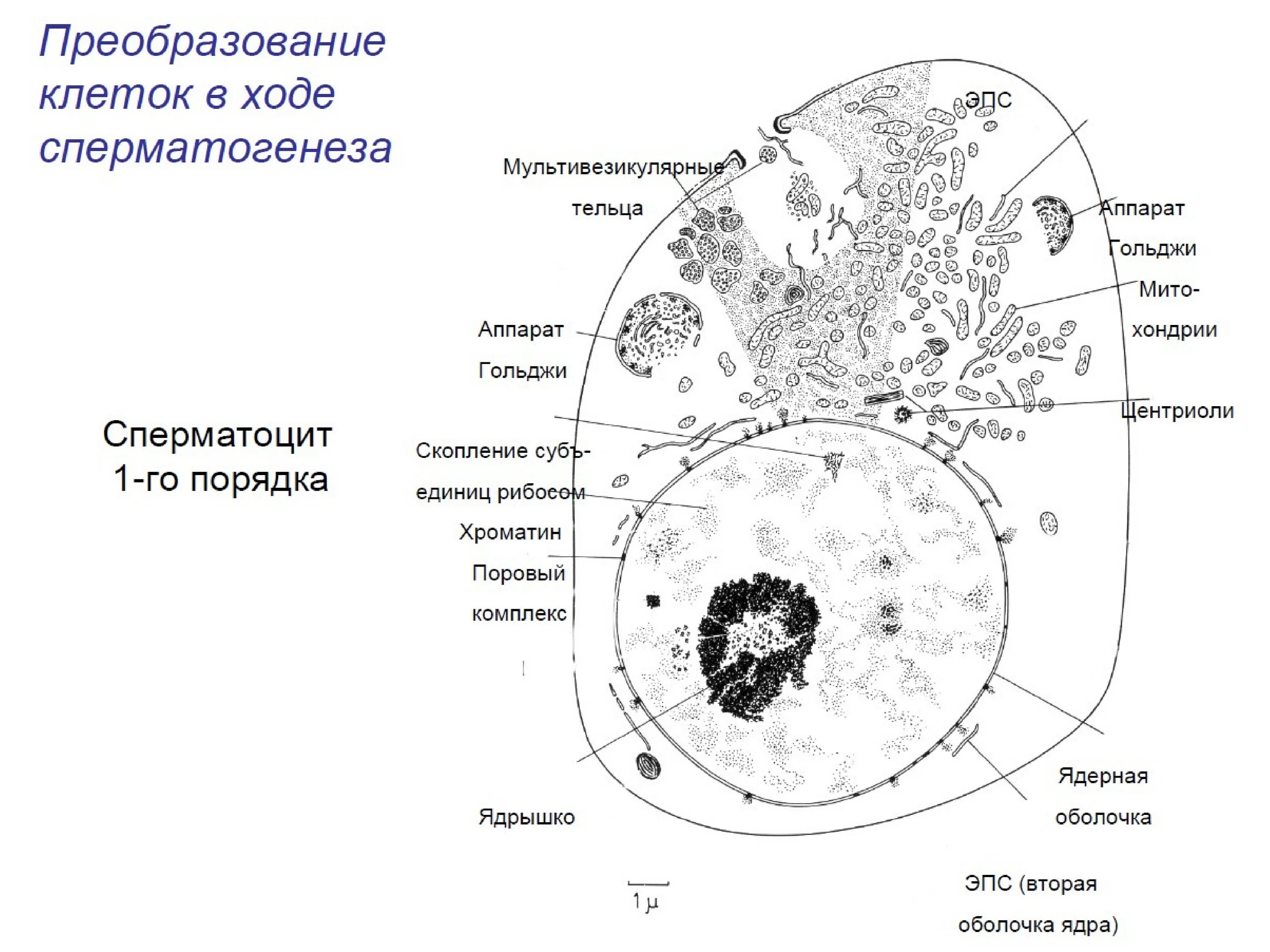 Задачи по цитологии. Цитология термины. Основы цитологии. Биология клетки методичка.