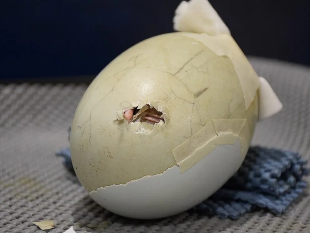 Hatching eggs. Яйцо вылупляется. Цыпленок в скорлупе. Яйцо цыпленок. Яйцо с трещинкой.