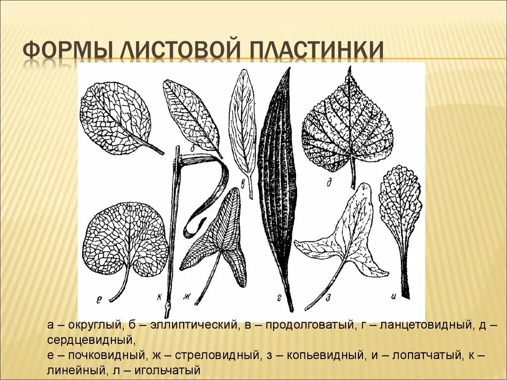 Продолговатый округлый. Продолговатая форма листовой пластинки. Жилкование СТРЕЛОЛИСТА. Эллиптически-продолговатая форма листьев. Почковидная форма листовой пластинки.