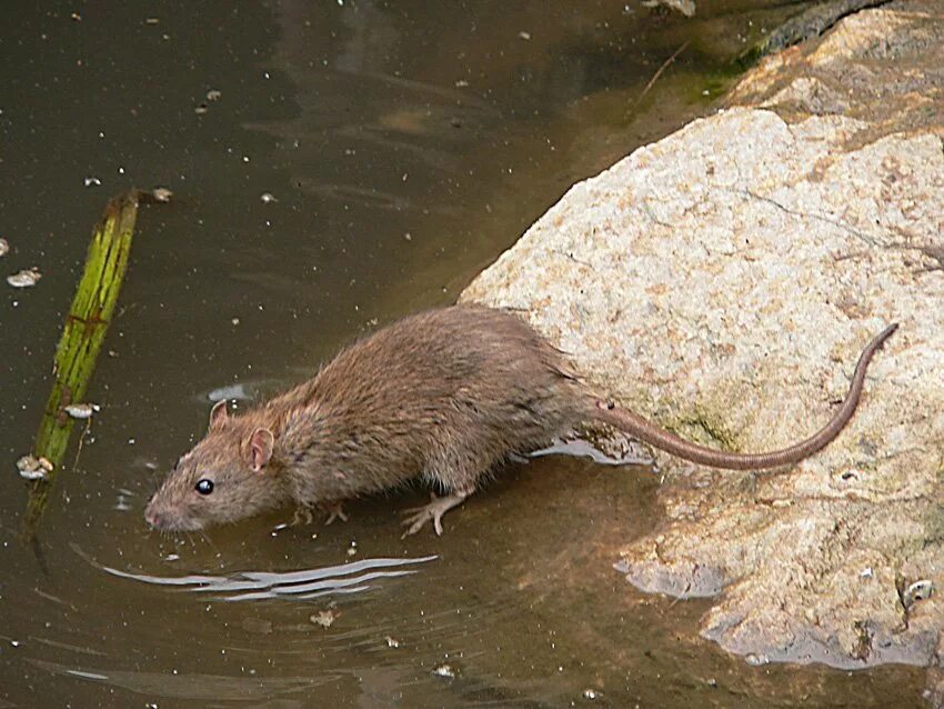 Мышь в воде. Водяная полёвка водяная крыса. Мышь полевка водяная. Крыса полевка. Крыса полевка ондатра.