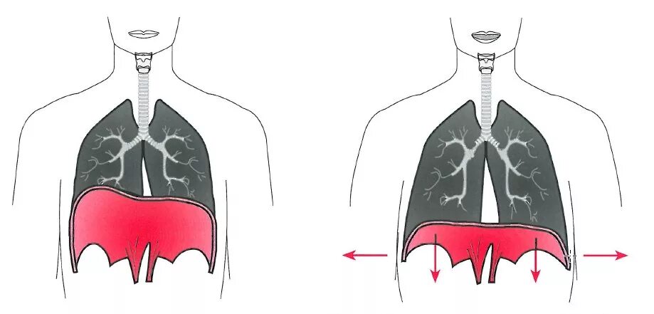 Диафрагма грудной клетки. Диафрагма человека при вдохе. При выдохе диафрагма. Дыхание грудной клеткой.