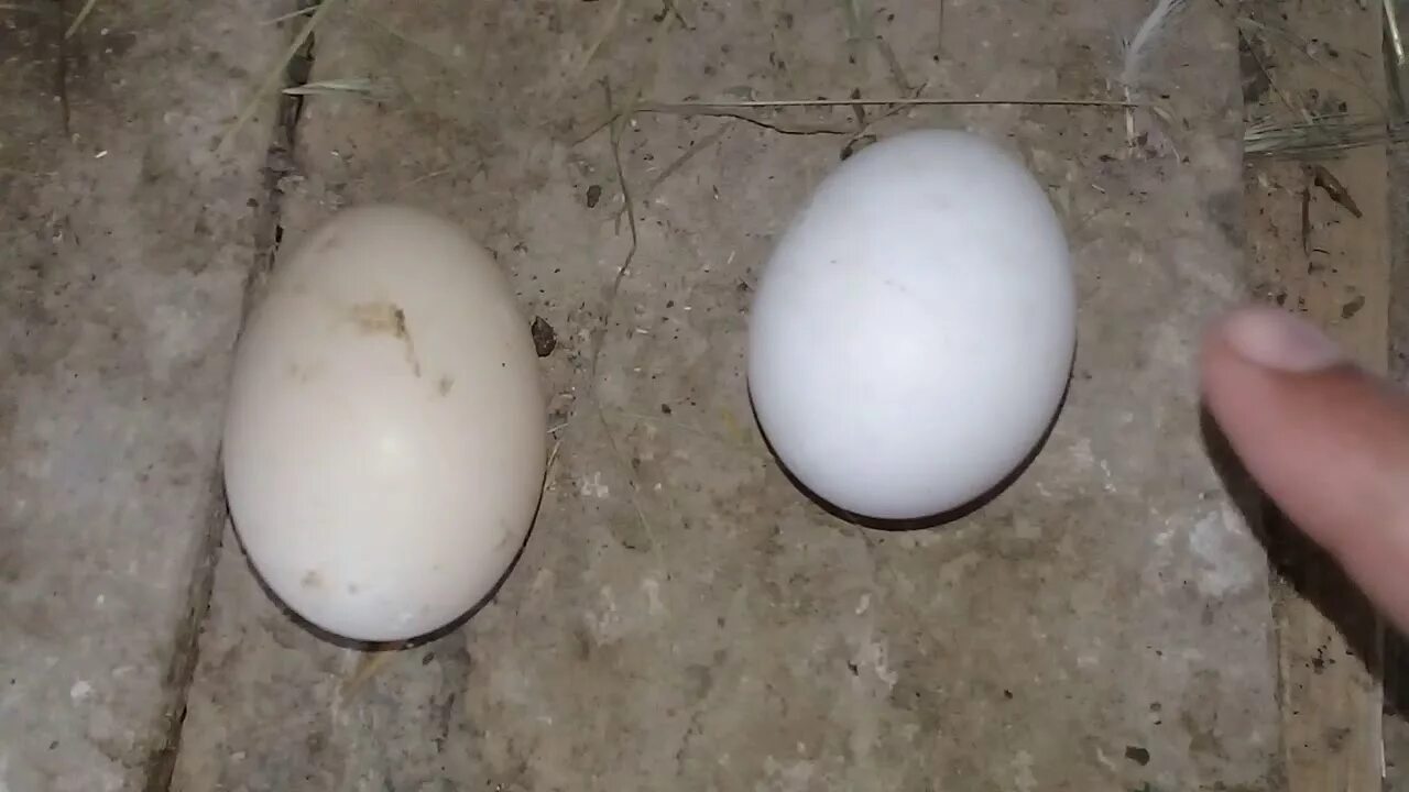 Утиные яйца индоуток. Яйцо индоутки. Яйца утки Араукана. Яйца индоутки утки.