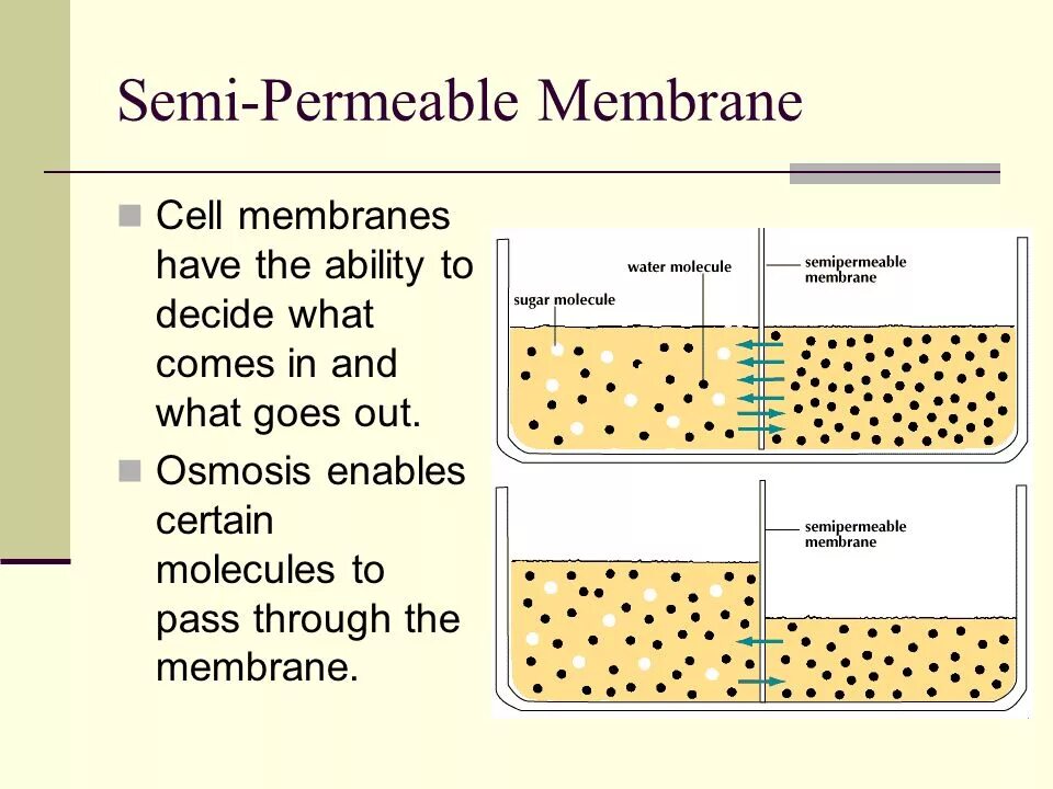 Membrane перевод. Semi-permeable membrane. cell membrane. synthetic membranes. permeable deposits definition.