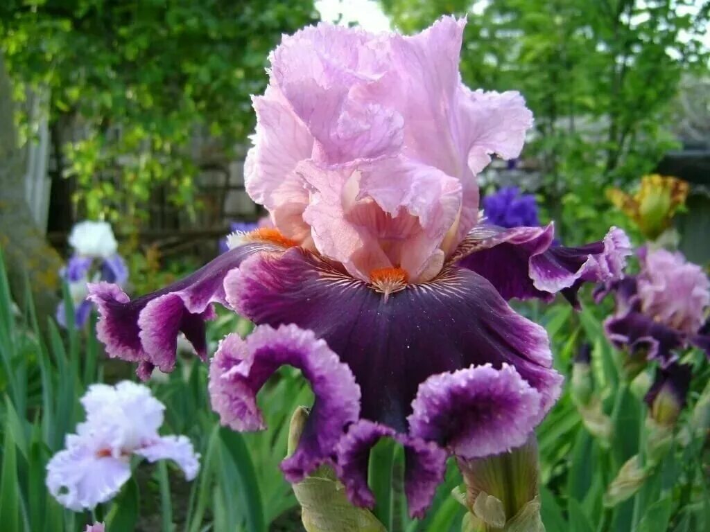 ирис эмплифайд. ирис бородатый акрополь(iris (g) 'acropole'). ирис бородатый биг бразер. ирис бородатый. ирис сибирский пёплишес.