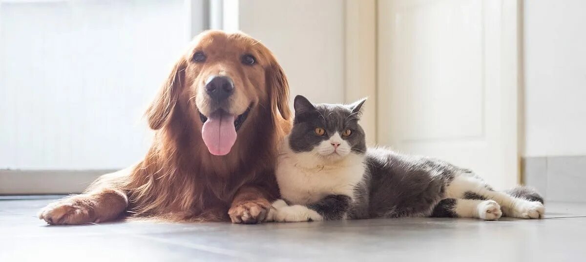 Pets are our friends. Pets are our friends. When life gets you down. Эстетичные кошки и собаки. Popular pets.