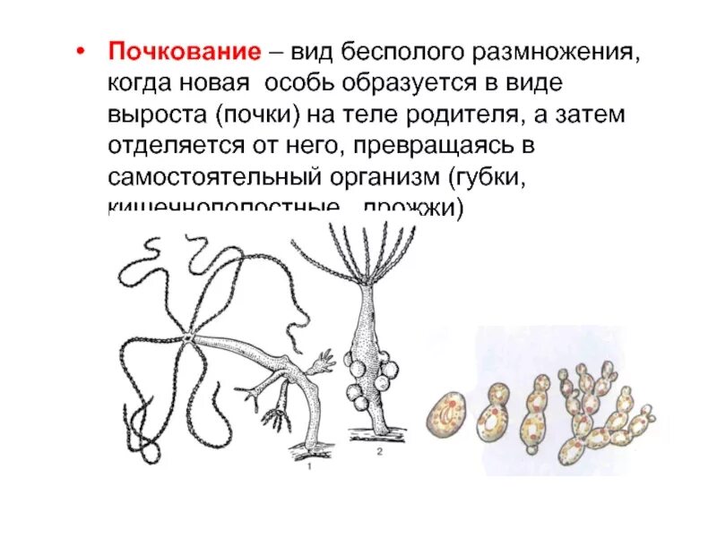 Почкование какой способ размножения. Почкование тип бесполого размножения. способы бесполого размножения почкование. размножение методом почкования. формы бесполого размножения почкование.