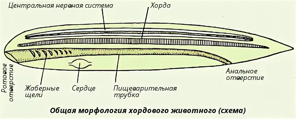Тип нервной системы у хордовых животных