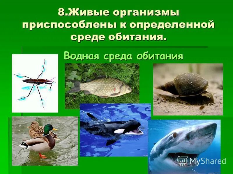 Определите среду обитания водных