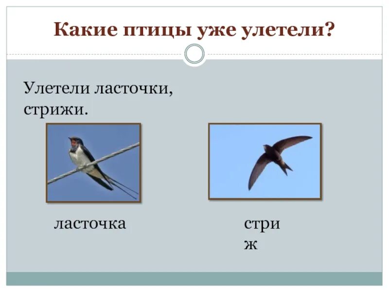 Улетели какое время. Ласточки уже улетели?. стрижи улетели. какие птицы уже улетели. улетают ли ласточки на юг.
