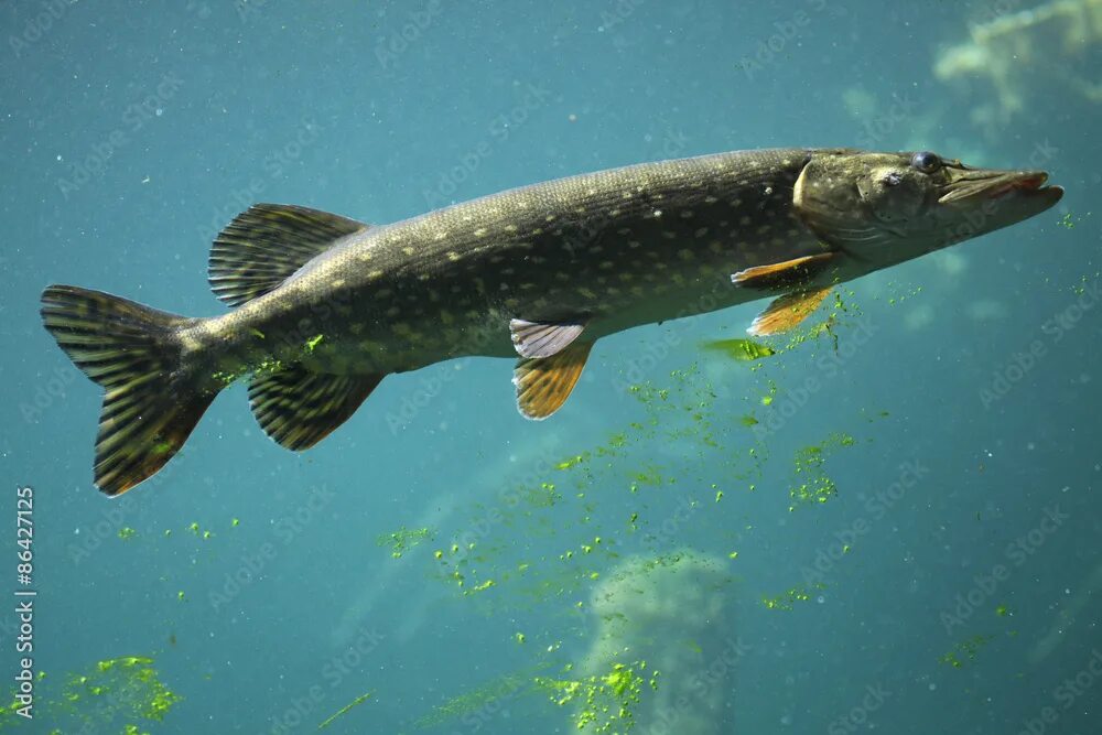 Обыкновенная щука (esox lucius). Рыбы валдайского национального парка. Щука обыкновенная. Ихтиофауна щука. Аквитанская щука.