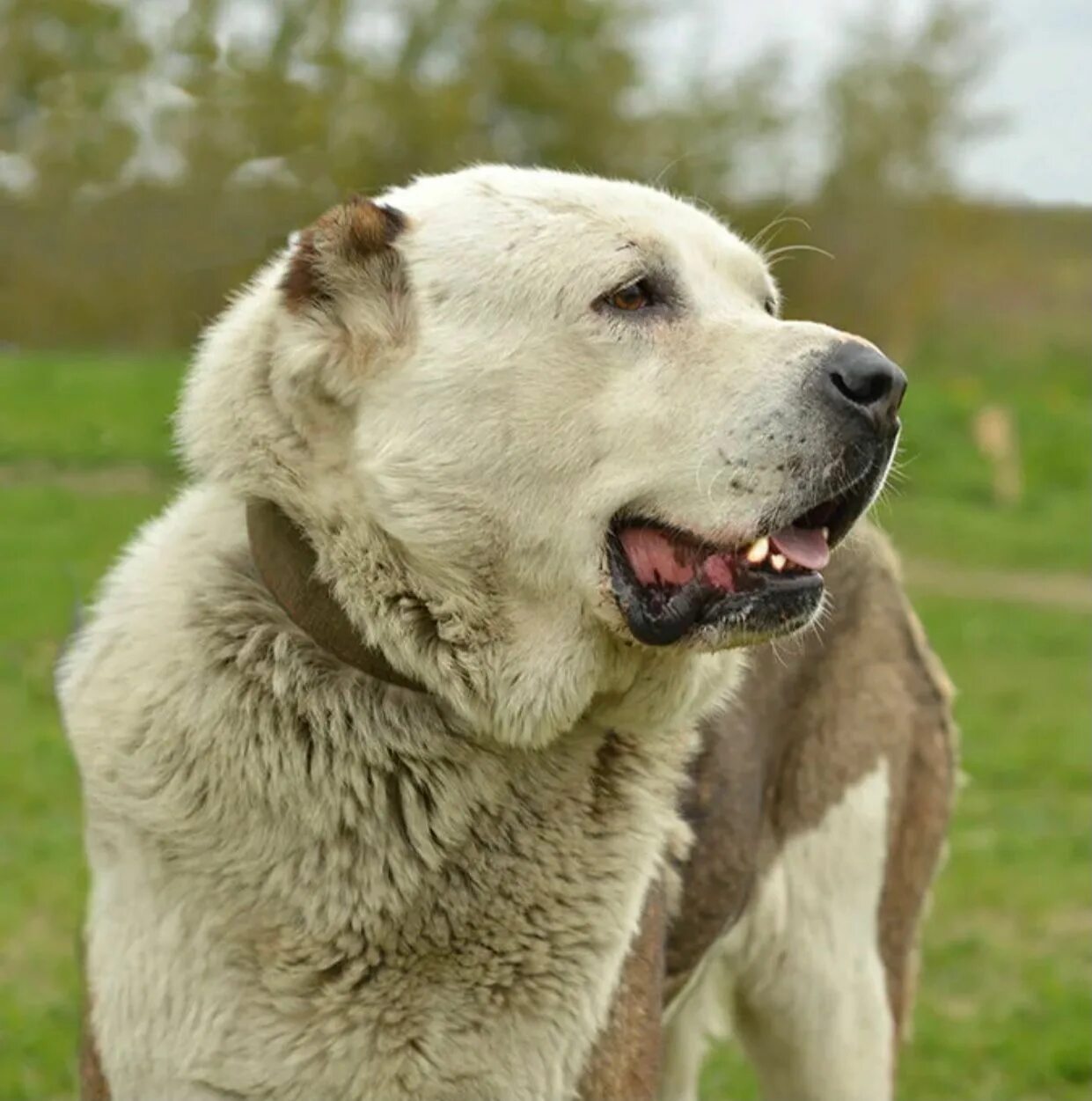Алабай азиат. Осетинский алабай. Среднеазиатская овчарка. Алабай. Алабай и кавказская овчарка.