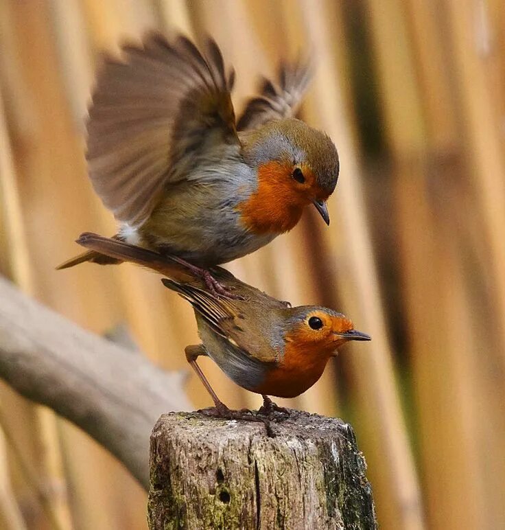 Courtship Behaviour In Birds - British Bird Lovers Nature birds, Beautiful birds