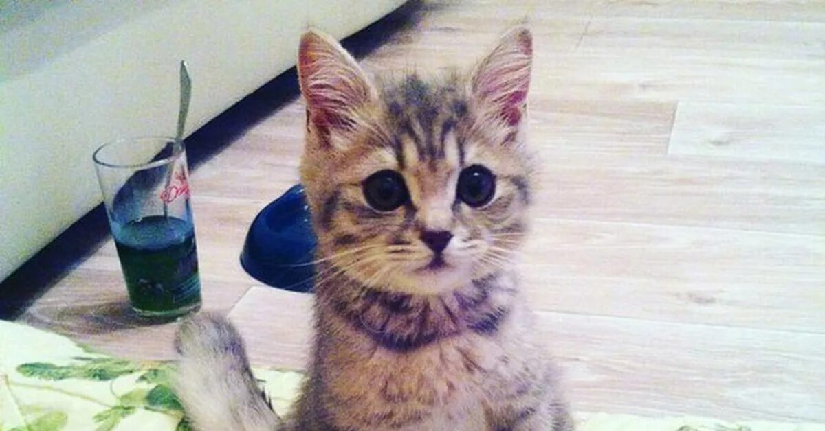 Кот со сломанной лапой. Котик в гипсе. котик с перебинтованной лапкой.