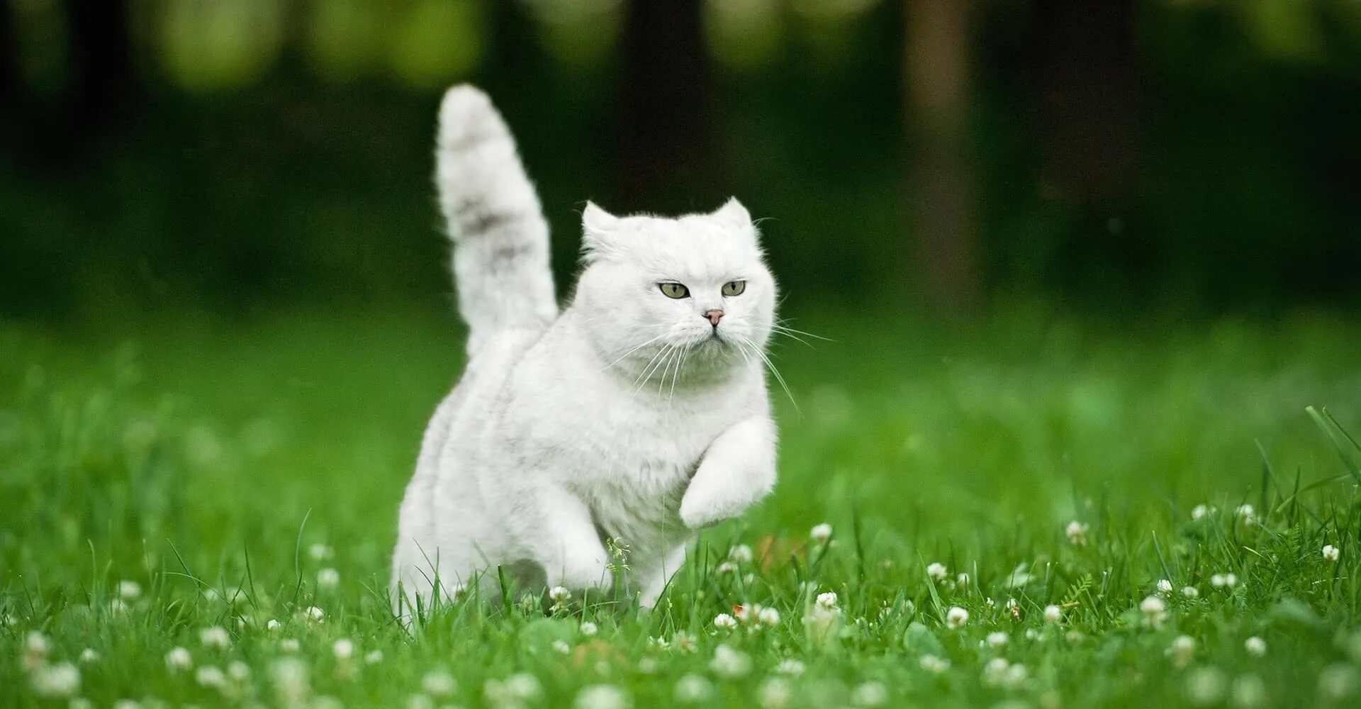 Котик быстро. Кот бежит. белая кошка бегает. котята бегают. котик убегает.