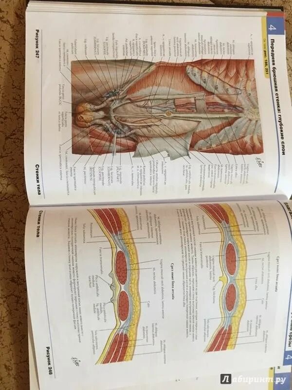 Фрэнк Неттер атлас анатомии человека. Фрэнк Неттер анатомия 3093. Анатомия человека Неттер 2021. Рисунки Неттера тазовый нерв.