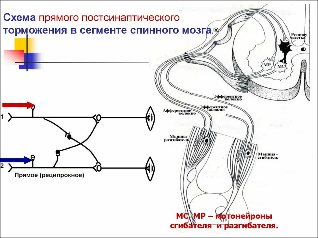 Торможение Альфа мотонейронов. Мотонейроны сгибателей. Схема постсинаптического торможения. Мотонейрон схема.