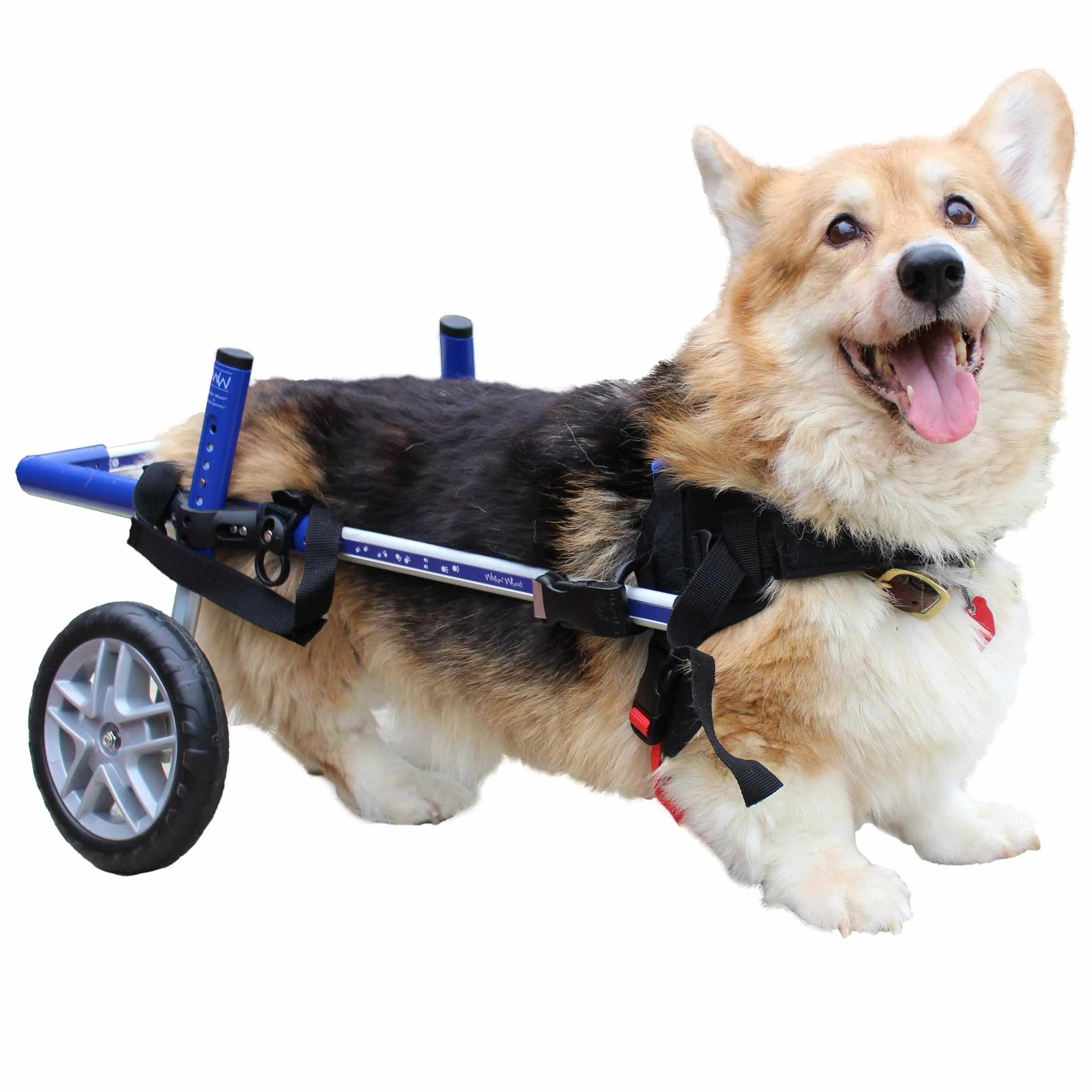 Инвалидная коляска для собак на задние. Инвалидная коляска для собак walkin wheels. инвалидные коляски для собак для задних конечностей. инвалидная коляска для корги. корги в коляске.