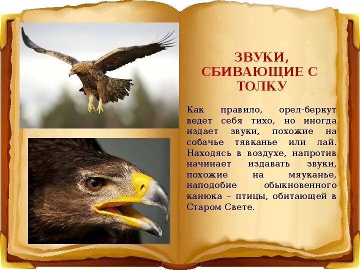 Стихотворение про орлов. Беркут красная книга. Орёл Беркут в красной книге. Описание орла. Беркут птица красная книга для детей.