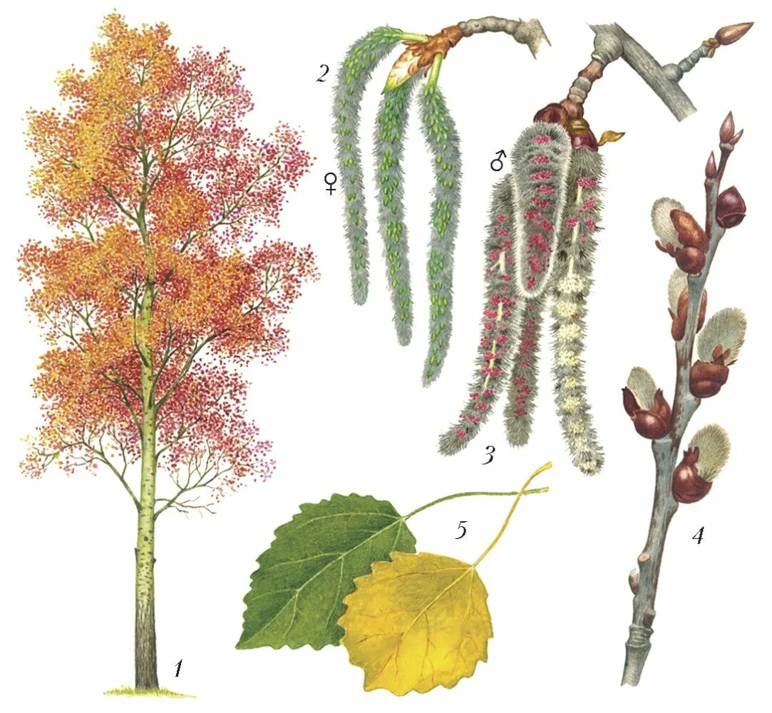 Осина обыкновенная (populus tremula). Осина (populus tremula). Тополь дрожащий (осина) – populus tremula. Осина (populus tremula). Тополь дрожащий осина.