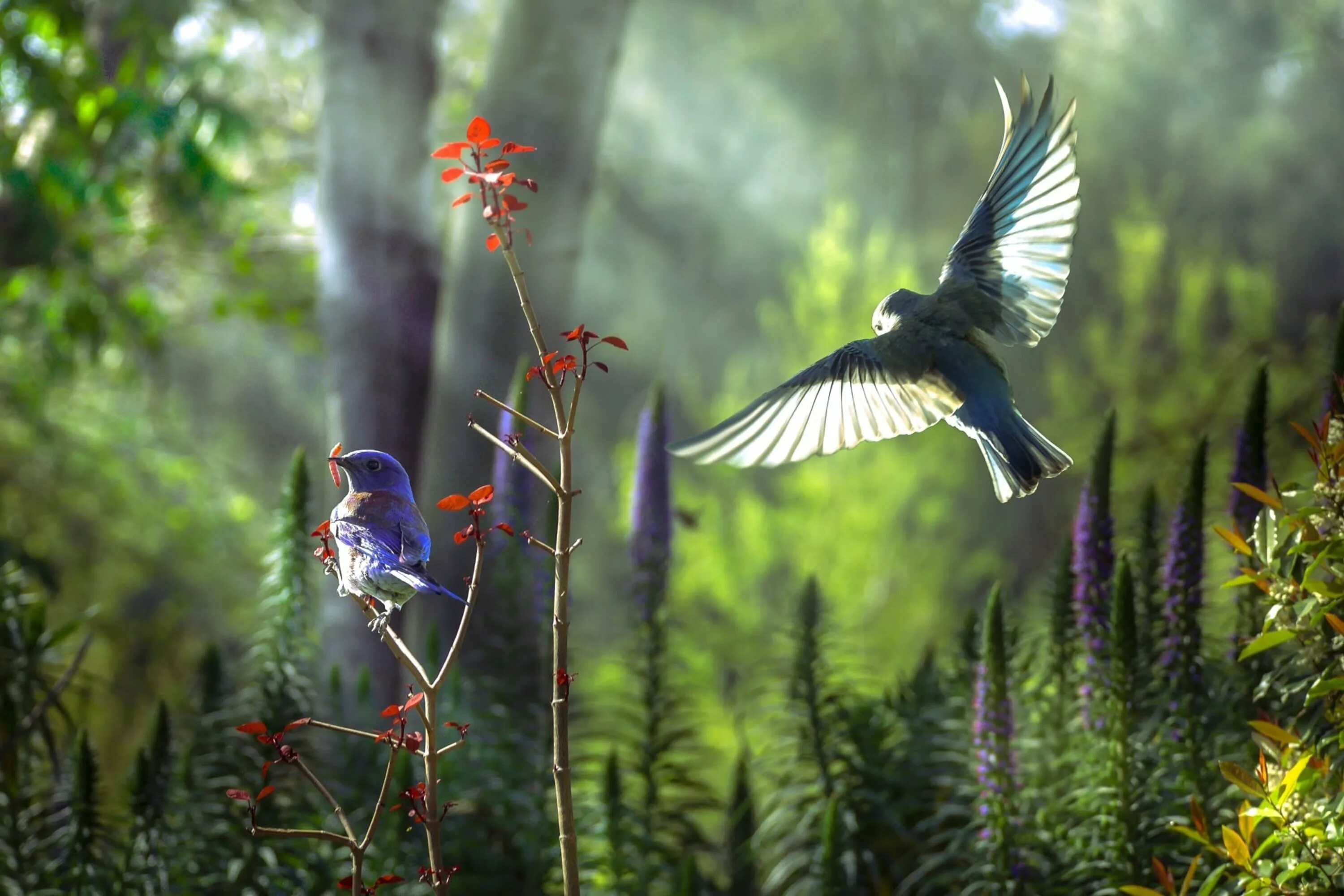Звук птиц медитация. Природа птицы. Лесные птицы. Птицы в летнем лесу. Птицы летом в лесу.