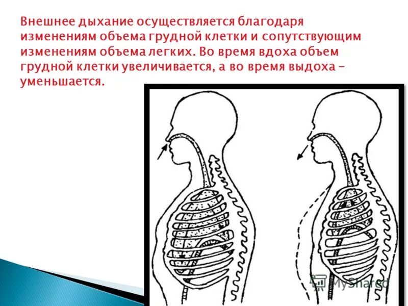 Установите правильную последовательность дыхательных движений. Установите правильную последовательность дыхательных движений