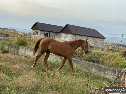 Продам лошадь в ингушетии