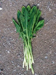 Chicory a colorful
