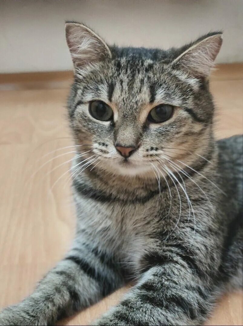 Кошечка мура. Кошка мура в контакте. Мура кошка. Кошка мура топ 2022 картинки. Самарская кошка фото.