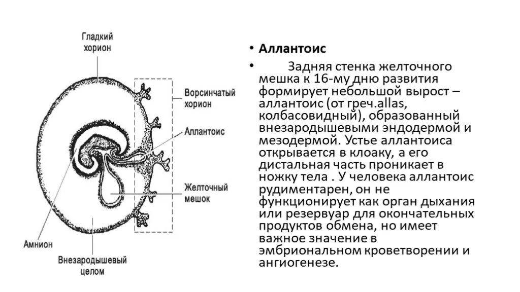 Хорион, аллантоис, желточный мешок. Амнион хорион аллантоис у человека. Хорион амнион желточный мешок. Внезародышевые органы эмбриона человека.