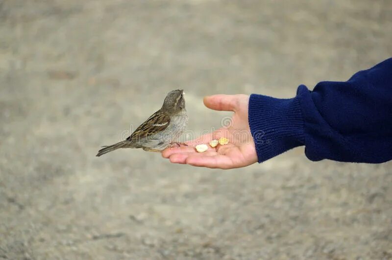 Почему воробей может съесть горсть. Чайка ест воробья. Птицы едят хлеб с рук. Птица ест с руки. Воробей ест из рук.