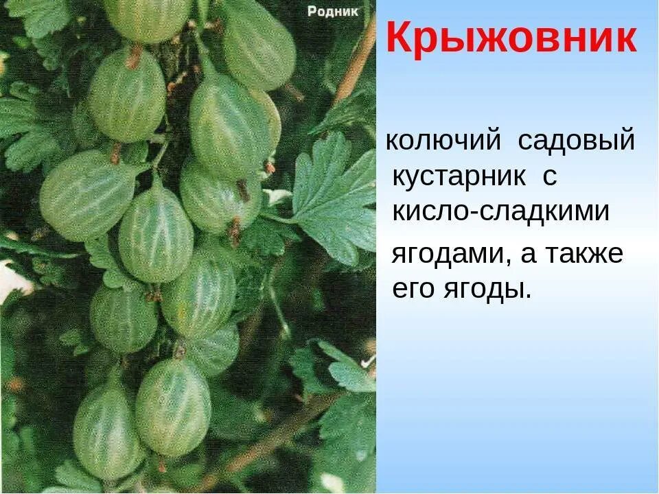 Крыжовник смысл названия. Крыжовник берилл куст. Крыжовник дамские пальчики. Крыжовник Консул. Крыжовник берилл Окс.