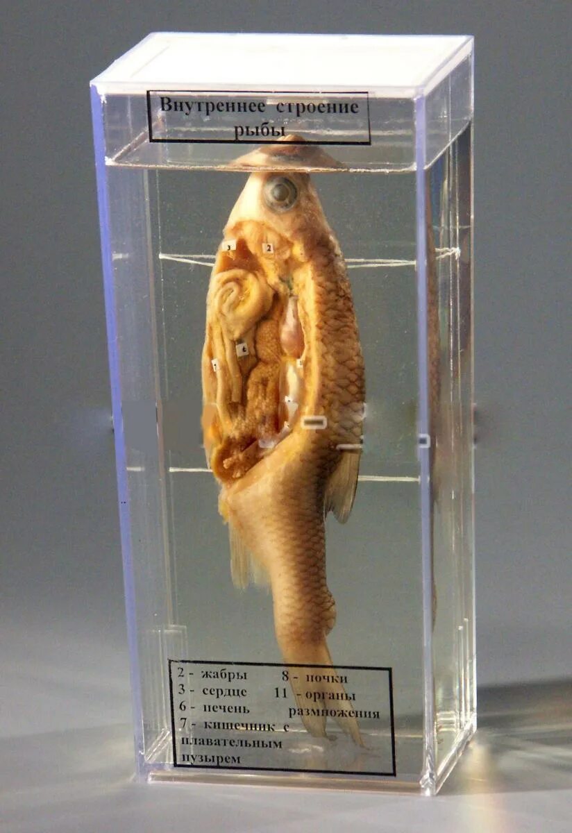 влажные препараты биология. мокрый препарат.