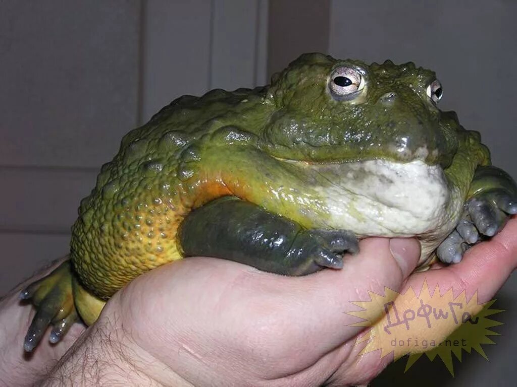 виды больших жаб