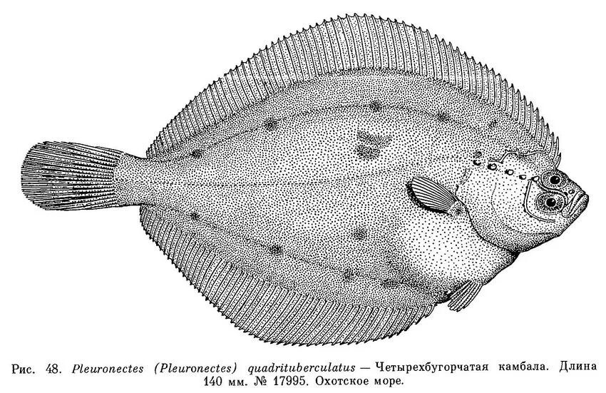 Биологическое значение камбалы. Приспособление камбалы. Биологическое значение камбалы. Биологическое значение камбалы. Биологическое значение камбалы.