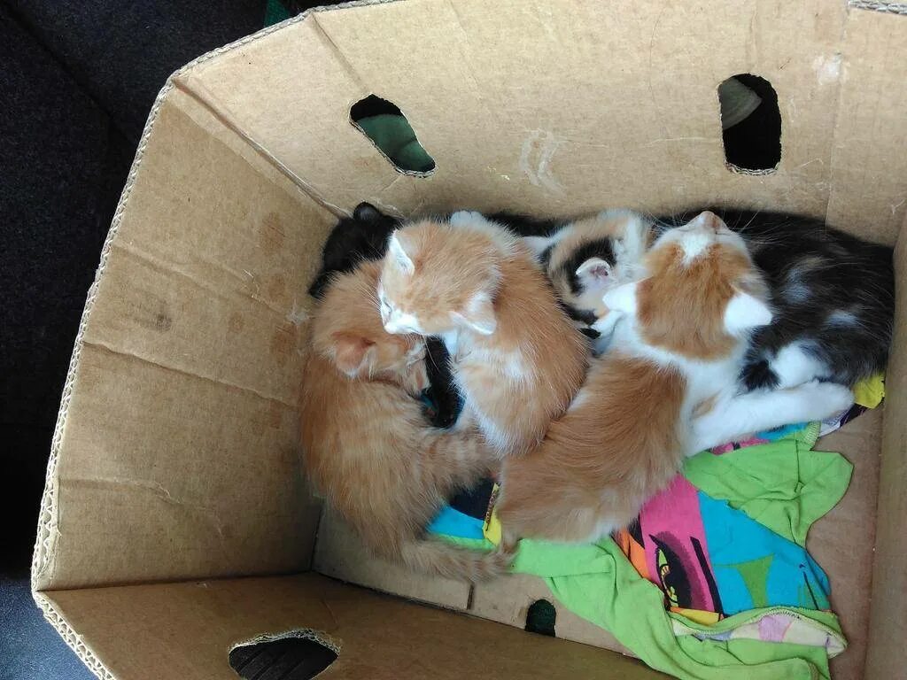 Котенка то купили. Нужные вещи для котёнка. домик для котенка. вещи для котиков и котят. предметы необходимые для кошек.