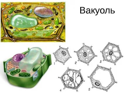 Қара жопа порно