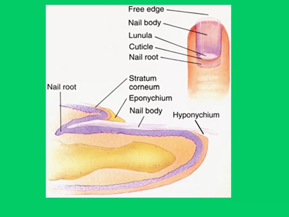 Корни ногтей находятся. Ногти. Ноготь схема. Ноготь сбоку схема.