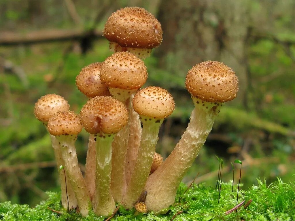 опенок осенний темный. гриб опёнок осенний. опята и лжеопята. опята грибы. тонконогие грибы.