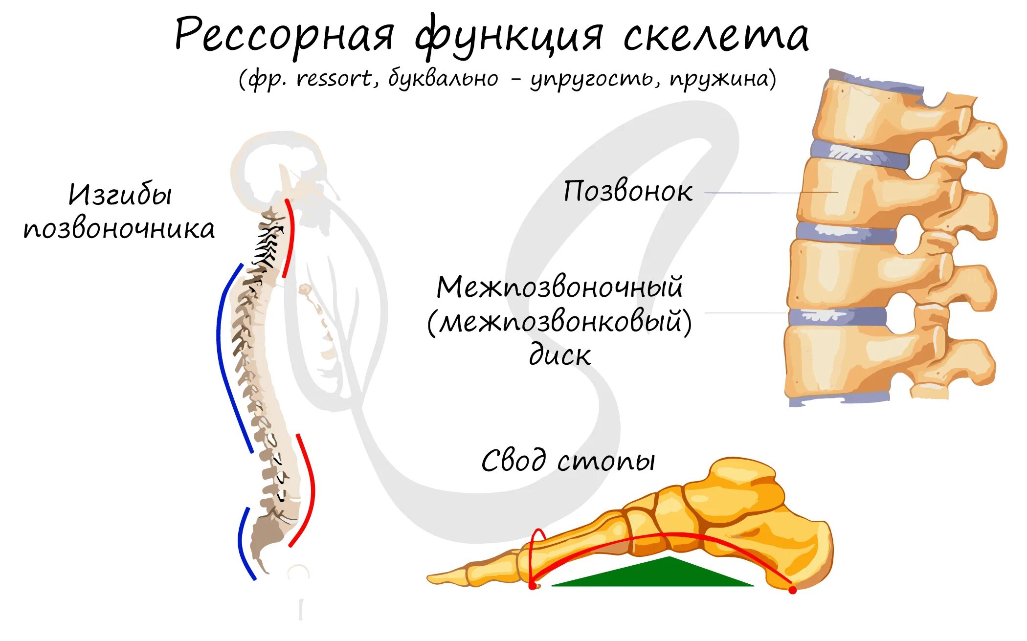 Изгибы костей. Рессорная функция скелета. Рессорная функция. Рессорная функция позвоночника это. Рессорная функция костей.