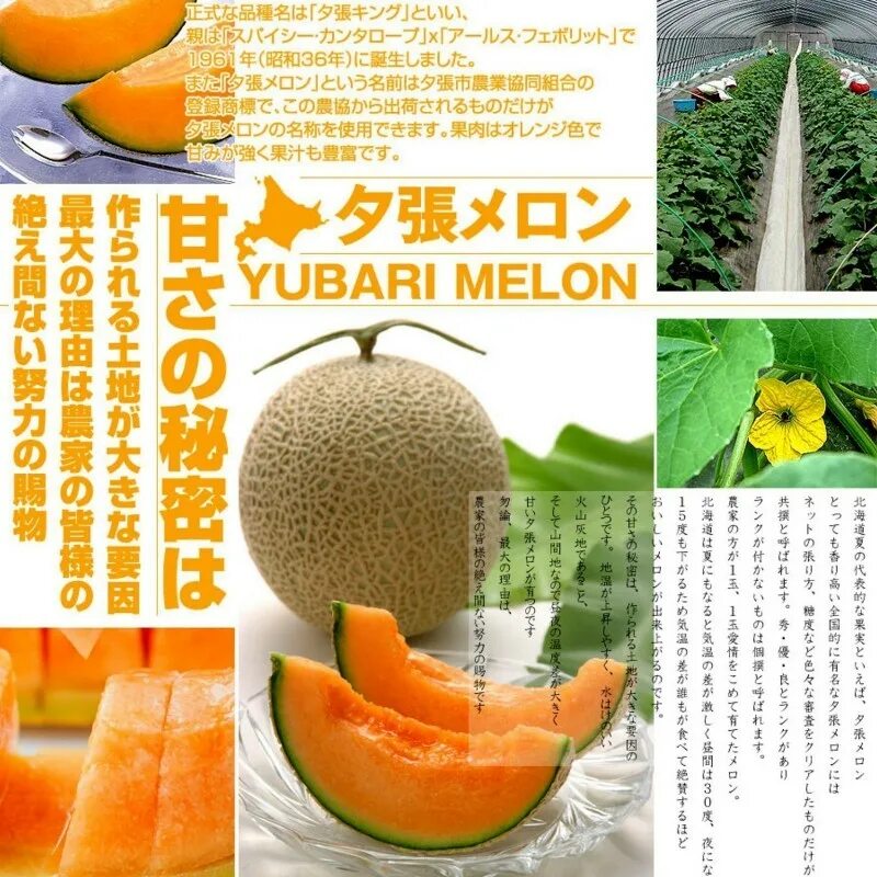 Yubari King Melon. Юбари Кинг дыня. Дыня Юбари семена. Японская дыня Юбари.