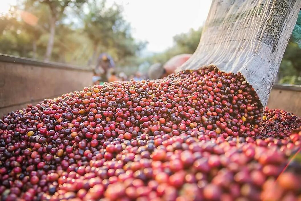 Кофе в зернах Berries Coffee Бразилия. Кофе в зернах Berries Coffee Перу. Страна крупнейший производитель кофе