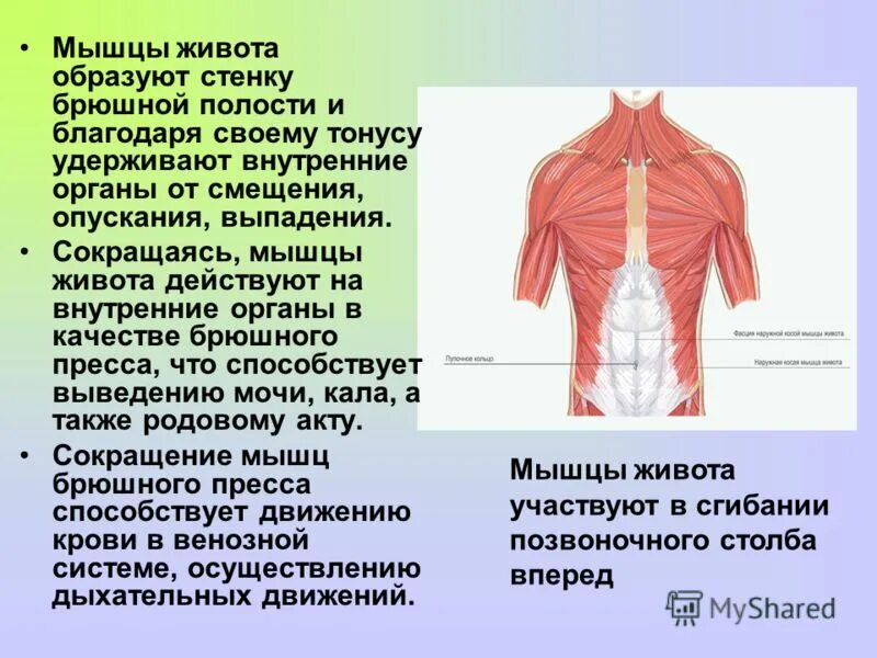 Мышцы внутренних органов образованы. Мышцы грудного отдела спереди. мышцы туловища спереди прикрепление. поверхностные мышцы груди и живота. мышцы груди и живота функции.