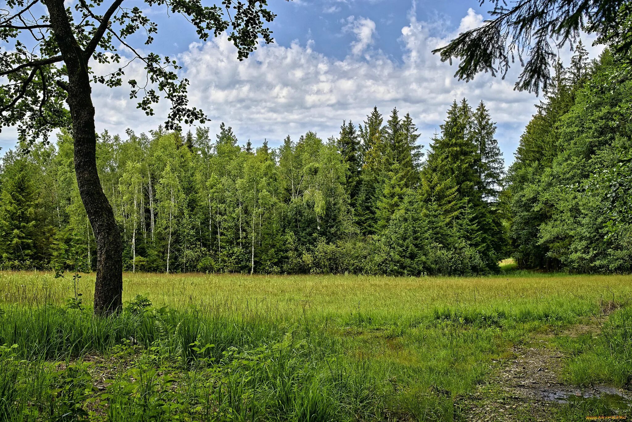 Луг и лес. Летний лес. Луга лес. Лесные просторы.