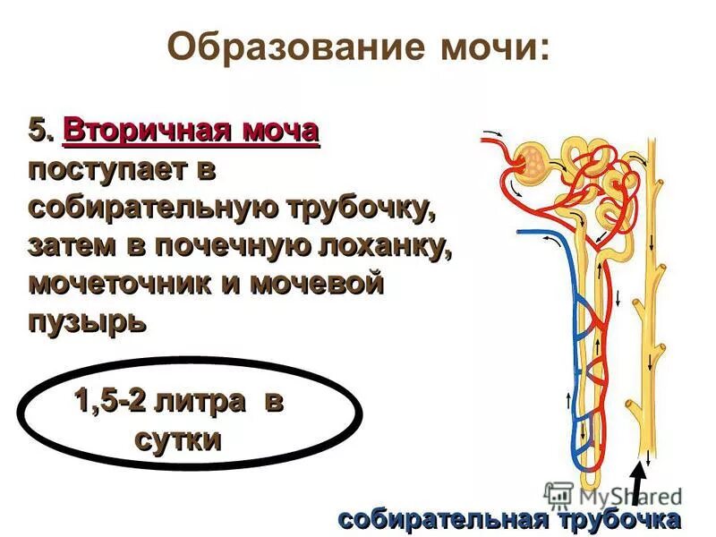 Поступление мочи в собирательные трубочки. Механизм мочевыведения физиология. Поступление мочи в собирательные трубочки. Поступление мочи в собирательные трубочки. Поступление мочи в собирательные трубочки.