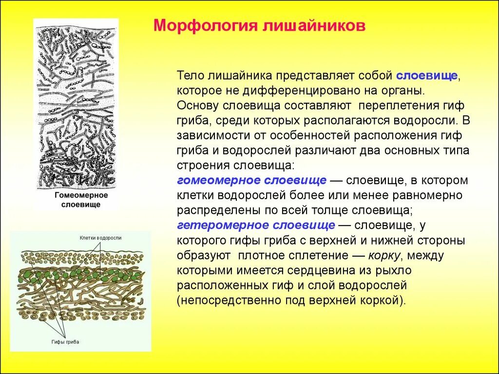 Грибы в лишайниках какие функции. Строение лишайников гомеомерное. Лишайники особенности строения. Строение гетеромерного лишайника. Накипные лишайники строение.