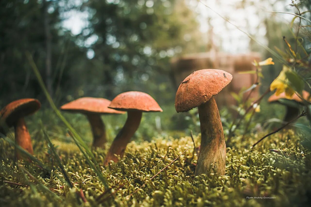 боровик еловый и сосновый. съедобные грибы в лесу озерно кузнецово. грибы лесную видео. лес грибы осень опята. грибы лисички.