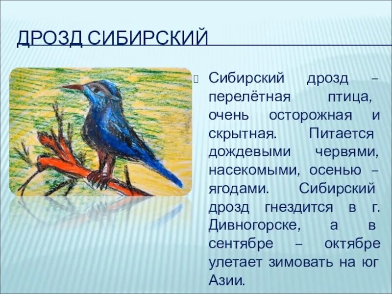 Программа дрозд. Дрозд зимующая или перелетная птица. дрозд описание птицы. певчий дрозд перелетная птица или зимующая. дрозд рябинник перелетная птица.